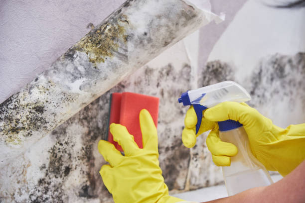 Mold Remediation for Rental Properties in Temple Terrace, FL